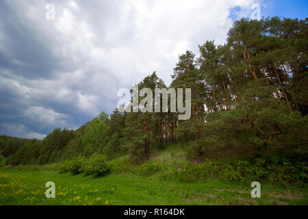 forest landscape with blue rainy clouds Stock Photo