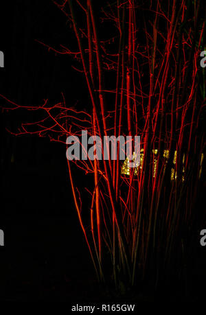 Cornus shrubbery illuminated with red light Stock Photo