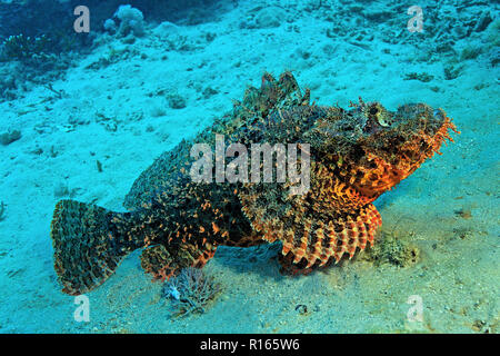 Tassled scorpionfish (Scorpaenopsis oxycephala), on sandy seabed, Hurghada, Egypt Stock Photo