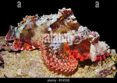 Fetzen-Drachenkopf (Scorpaenopsis venosa), Sulawesi, Indonesien | Raggy Scorpionfish (Scorpaenopsis venosa), Sulawesi, Indonesia Stock Photo