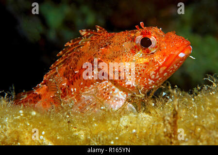 Kleiner Roter Dachenkopf (Scorpaena notata),  Zakynthos, Griechenland | Small Red Scorpionfish (Scorpaena notata), Zakynthos island, Greece Stock Photo