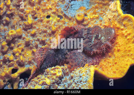 Tassled scorpionfish (Scorpaenopsis oxycephala), laying on a coral, Bali, Indonesia Stock Photo