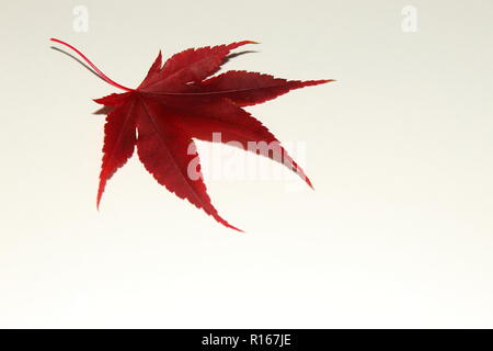 Single Japanese maple leaf pointing down against a white backdrop Stock Photo