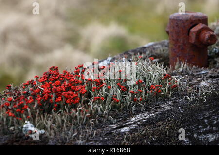 Cladonia coccifera lichen growing on old rotting wood Stock Photo