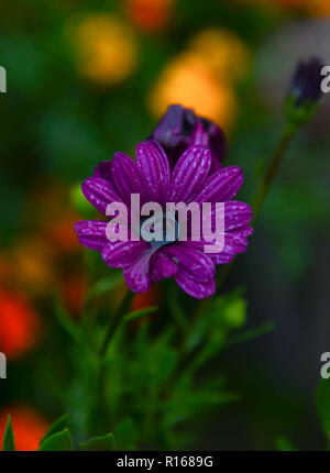 Bright purple flower with water in the core and raindrops on petals with green leaves Stock Photo