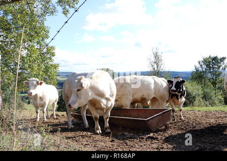 Blonde d aquitaine cows in the meadow Stock Photo