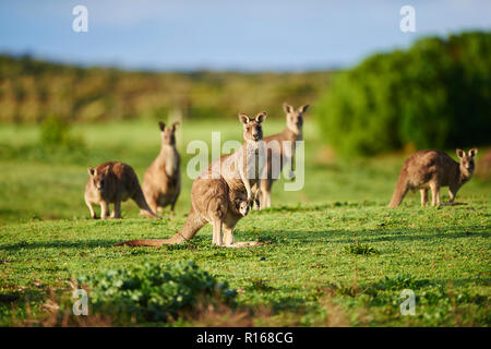 Eastern Gray Kangaroos (Macropus giganteus) on a meadow, Great Otway National Park, Victoria, Australia Stock Photo