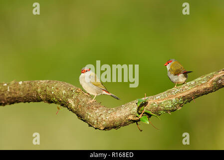 Red-browed finch (Neochmia temporalis) on a branch, Lamington National Park, Queensland, Australia Stock Photo