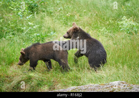 Two Eurasian brown bears (Ursus arctos arctos), young animals in a meadow, Bavarian Forest National Park, Bavaria, Germany Stock Photo