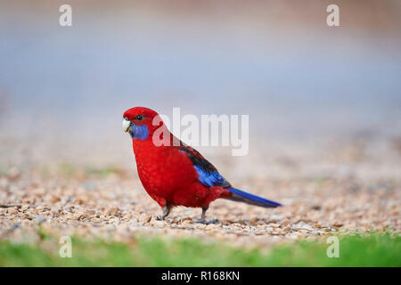 Crimson rosella (Platycercus elegans) on ground, Dandenong Ranges National Park, Victoria, Australia Stock Photo