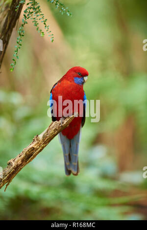 Crimson rosella (Platycercus elegans) sitting on a branch, Dandenong Ranges National Park, Victoria, Australia Stock Photo