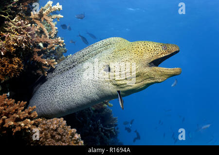 Giant Moray moray (Gymnothorax javanicus) with open mouth protrudes from hole in coral reef, Great Barrier Reef, Pacific Stock Photo