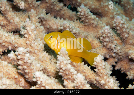 Poison Goby (Gobiodon citrinus), on Agropora Coral (Agropora sp.), Yellow, Great Barrier Reef, Pacific, Australia Stock Photo