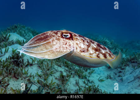 Broadclub Cuttlefish (Sepia latimanus) floats over sea grass meadow, Great Barrier Reef, Pacific, Australia Stock Photo