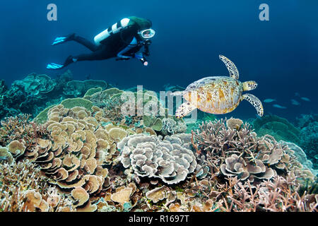 Diver dives at coral reef with different stone corals (Hexacorallia) observes Green turtle (Chelonia mydas), Great barrier reef Stock Photo