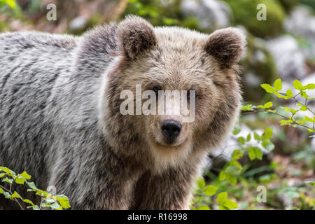 European brown bear (Ursus arctos arctos), Portrait, Notranjska Region, Dinaric Alps, Slovenia Stock Photo