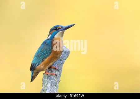 Male Common kingfisher (Alcedo atthis) sitting on a branch, North Hesse, Hesse, Germany