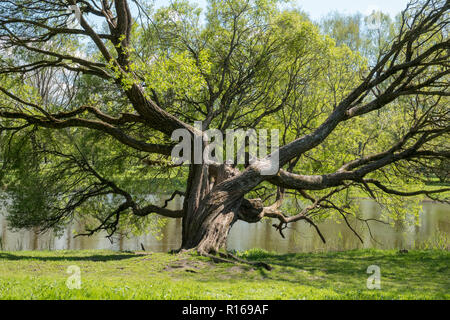 Old willow tree near the lake Stock Photo