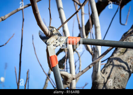 Pruning fruit tree brunch with a pruning shears Stock Photo