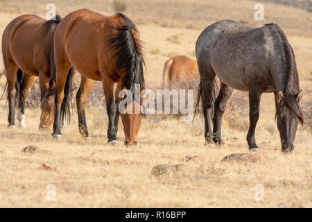 Grey wild mustang in a desert in Nevada, USA, grazing along with his brown mares Stock Photo