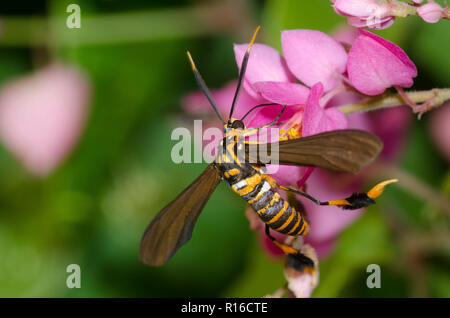Texas Wasp Moth, Horama panthalon, on coral vine, Antigonon leptopus Stock Photo