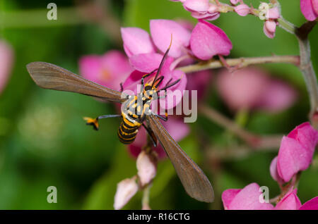 Texas Wasp Moth, Horama panthalon, on coral vine, Antigonon leptopus Stock Photo