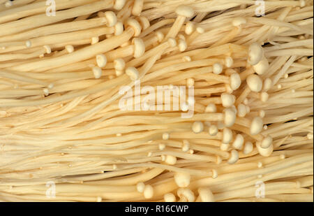 CULTIVATED FLAMMULINA VELUPTIPES MUSHROOMS (ALSO KNOWN AS ENOKI, ENOKITAKE, ENOKIDAKE, WINTER MUSHROOM, VELVET FOOT) Stock Photo