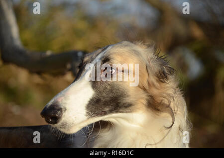 Borzoi face side portrait with autumn colored landscape as background. Stock Photo