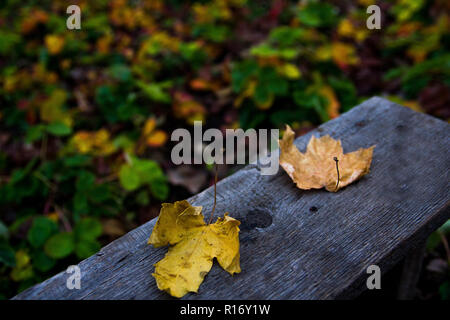 Yellow fallen maple leaves on an old wooden bench on the background of colorful leaves of a strawberry garden bed Stock Photo