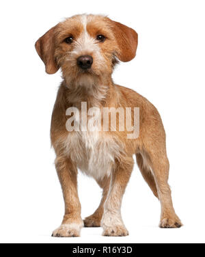 Basset Fauve de Bretagne, 1 year old, standing in front of white background Stock Photo