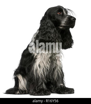 English Cocker Spaniel, 2 and a half years old, sitting in front of white background Stock Photo