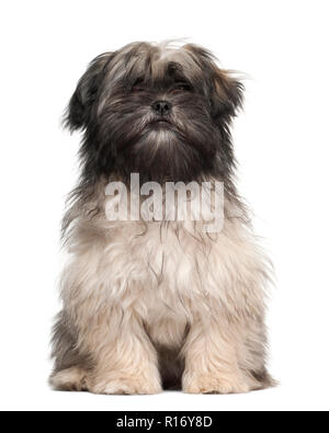 Lhasa apso sitting against white background Stock Photo