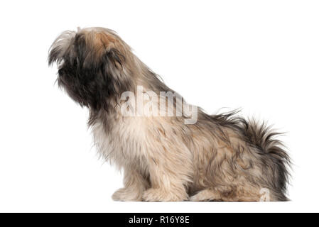 Lhasa apso sitting against white background Stock Photo