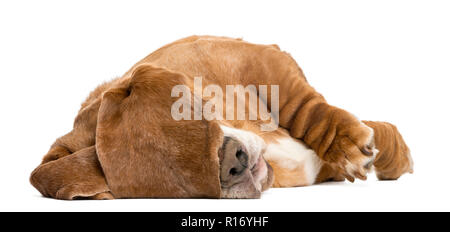 Basset Hound lying and sleeping with its ears hiding its eyes, isolated on white Stock Photo
