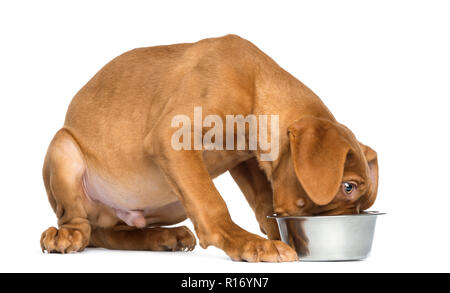 Dogue de Bordeaux Puppy seated and eating from a metallic dog bowl, 4 months old, isolated on white Stock Photo