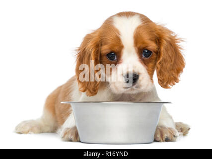 Cavalier sales dog bowls