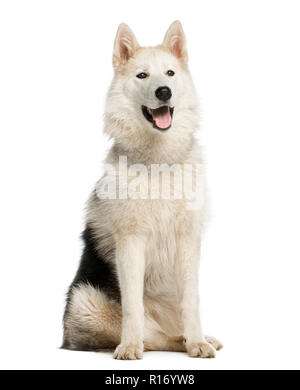 Alaskan Malamut sitting and panting, isolated on white Stock Photo