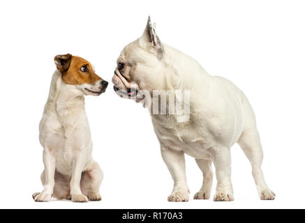 Jack russel terrier and French bulldog  sniffing each other Stock Photo
