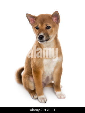 Shiba Inu puppy sitting (3 months old), isolated on white Stock Photo