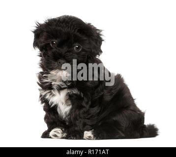 8 week old hot sale havanese