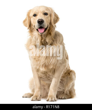 Golden Retriever Sitting In Front Of A White Background Stock Photo -  Download Image Now - iStock