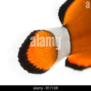 Close-up of an Ocellaris clownfish's caudal fin, Amphiprion ocellaris, isolated on white Stock Photo