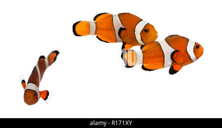 Group of Ocellaris clownfish, Amphiprion ocellaris, isolated on white Stock Photo