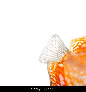 Close-up of a Red pigeon blood discus' caudal fin, Symphysodon aequifasciatus, isolated on white Stock Photo