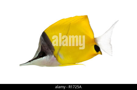 Side view of a Longnose Butterflyfish, Forcipiger longirostris, isolated on white Stock Photo