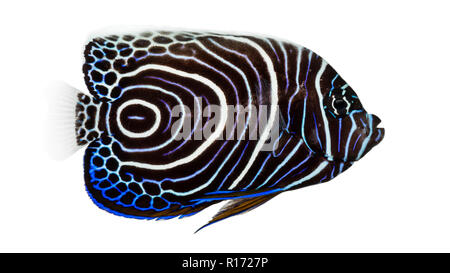 Side view of an Emperor Angelfish, Pomacanthus imperator, isolated on white Stock Photo