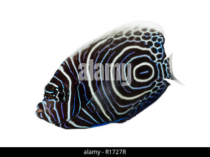 Emperor Angelfish, Pomacanthus imperator, isolated on white Stock Photo