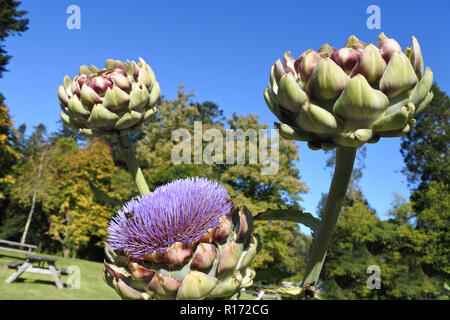 Close-up of a flowering globe artichoke - John Gollop Stock Photo