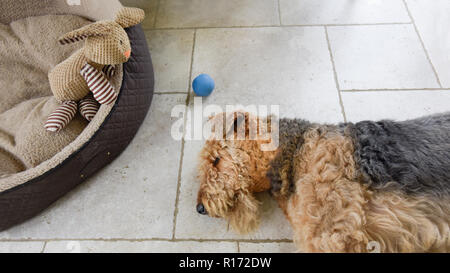 The rabbit lying on the floor tiles Stock Photo - Alamy