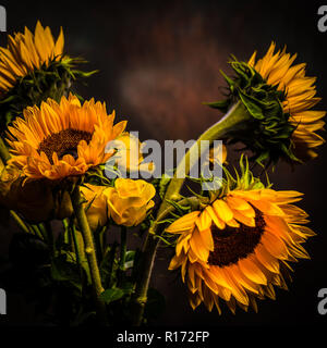 Sunflowers in the Studio on a mottled brown background Stock Photo